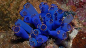 Mature sea squirt