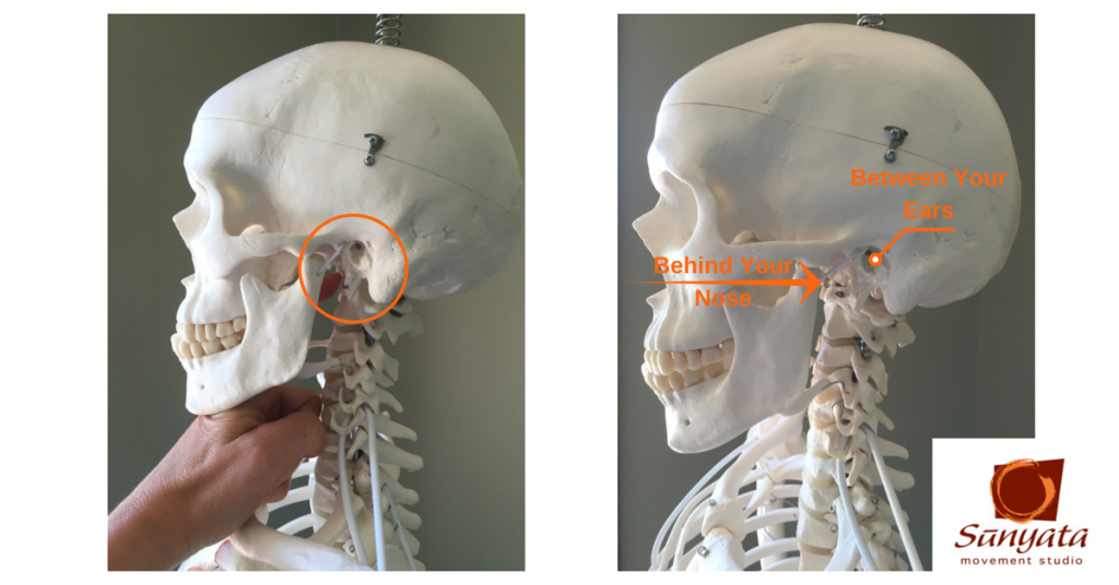 Where Your Head Rests On Your Spine